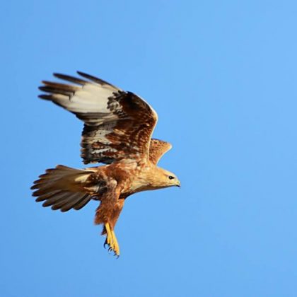 עִנְבָּר פֶּרַח בַּר