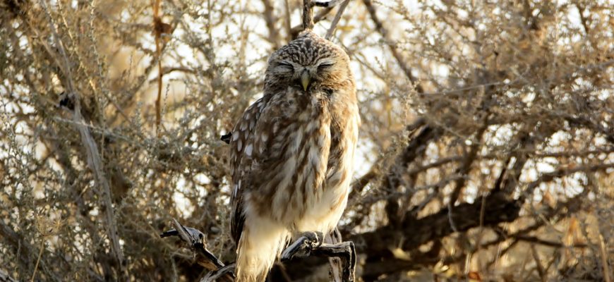 לְאָן נָדַדְתְּ שְׁנָתִי