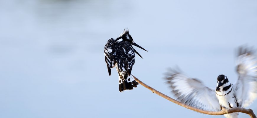 עַל פִּי הַבְּאֵר/ מוזה