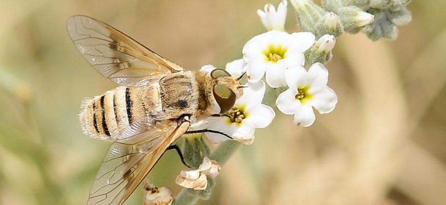 הָאוֹהֲבִים בֶּאֱמֶת.