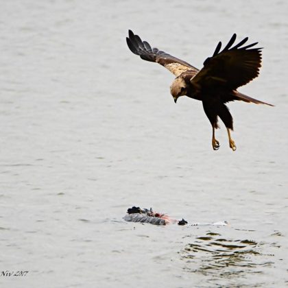 עצמאות, יובל ויעד