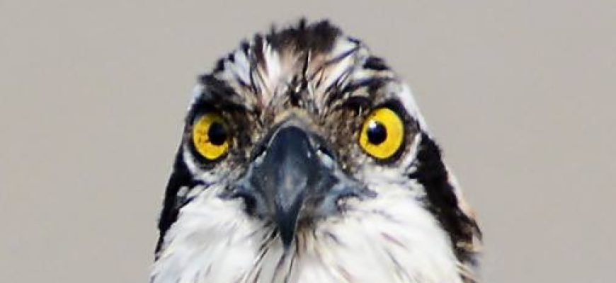 לֹא הִשְׁלַמְתְּ