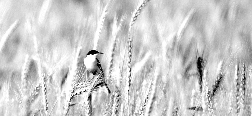 בָּרַכֶּבֶת