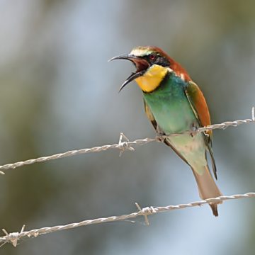 נִגּוּן בֵּין עַרְבַּיִם