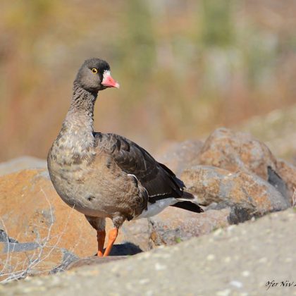 שִׁיר הוּא סִפּוּר