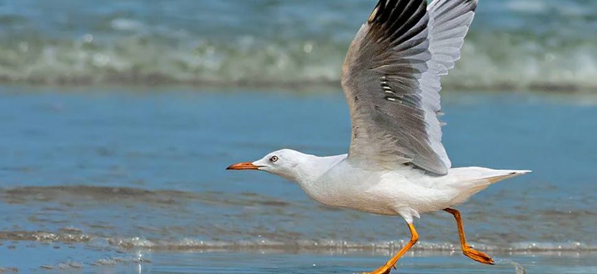 פְּנֵי הַיָּם