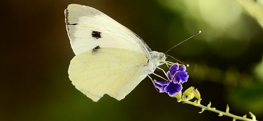 חֲזָרָה (שֵׁם זְמַנִּי)