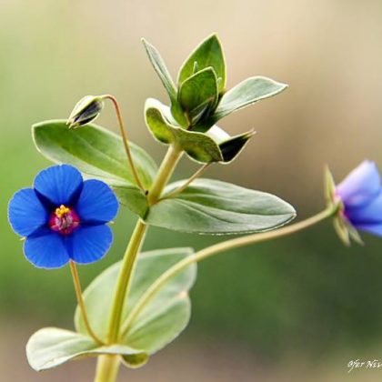 ששים פלוס על עשרים פלוס