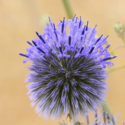 אֶצְבְּעוֹתַיִךְ עַל עָרְפִּי