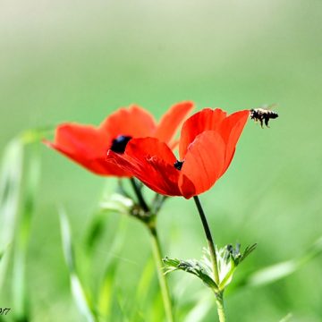 לֹא חֲלוֹם שֶׁבִּקַּשְׁתָּ