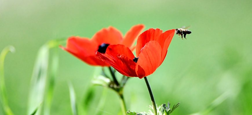 לֹא חֲלוֹם שֶׁבִּקַּשְׁתָּ