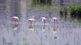 פלמינגו גדול Phoenicopterus
