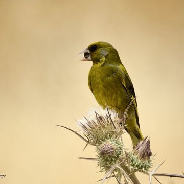 עשרים כמו שנתיים, עשרים כמו מאתיים