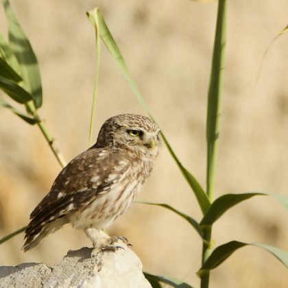 מוכר הלקחים – מורשת זקנים (1)