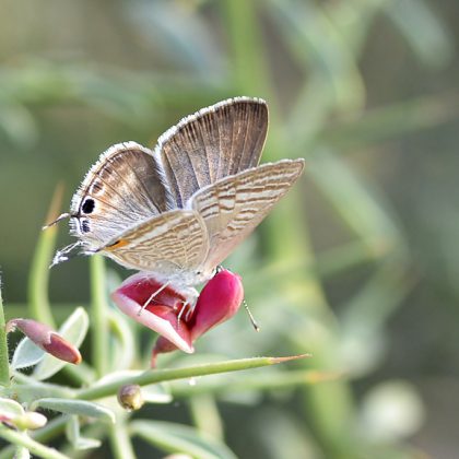 טִיסָה