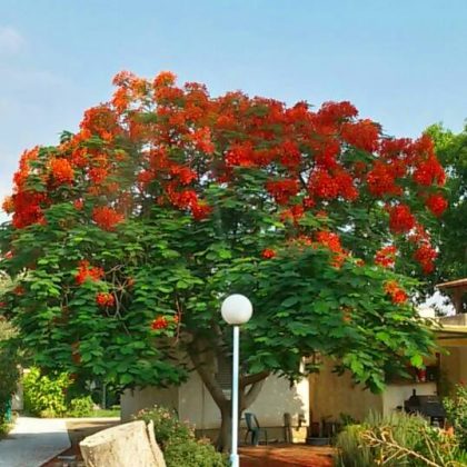 עָשָׁן עוֹלֶה מֵאֲרֻבַּת בֵּיתֵנוּ