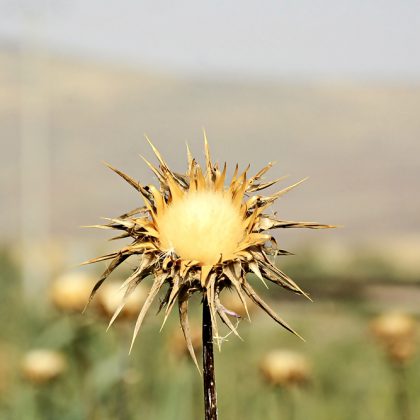 החלטה והיסוס (מורשת זקנים 2)